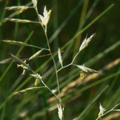 MRS Seeds & Mixtures Schapegras