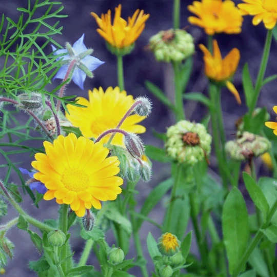 Tuinmateriaal Verkoop -Tuinmateriaal Verkoop image 168