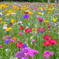 MRS Seeds & Mixtures Bloemenweide Met Graszaad