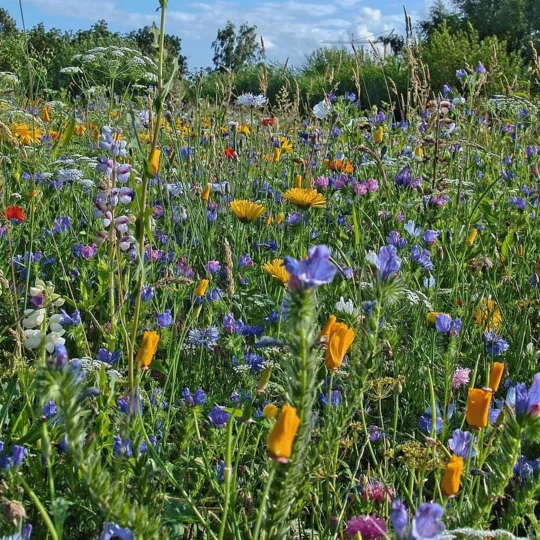 ECOstyle Aaltjes Tegen Rupsen Buxusmot 4 ECOstyle Aaltjes Tegen Rupsen Buxusmot - Afbeelding 2