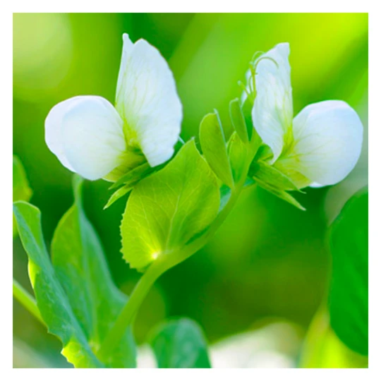 De Wiltfang Foxgloves Works Groen 3 De Wiltfang Foxgloves Works Groen