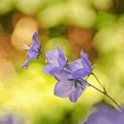 MRS Seeds & Mixtures Bosrand Bloemenmengsel Schaduw Inheems - Meerjarig -Tuinmateriaal Verkoop image 198