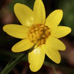 MRS Seeds & Mixtures Bosrand Bloemenmengsel Schaduw Inheems - Meerjarig -Tuinmateriaal Verkoop image 200