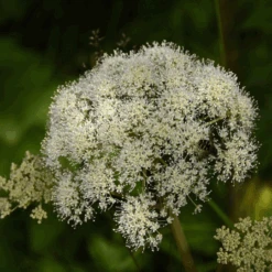 MRS Seeds & Mixtures Bosrand Bloemenmengsel Schaduw Inheems - Meerjarig -Tuinmateriaal Verkoop image 201