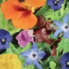 MRS Seeds & Mixtures Eetbare Bloemen Mix -Tuinmateriaal Verkoop image 211