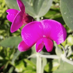 MRS Seeds & Mixtures Biologisch Lieveheersbeestjes Bloemenmengsel -Tuinmateriaal Verkoop image 217