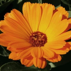 MRS Seeds & Mixtures Biologisch Lieveheersbeestjes Bloemenmengsel -Tuinmateriaal Verkoop image 219