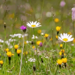 MRS Seeds & Mixtures M5 - Bloemrijk Gazon - Nectarrijk