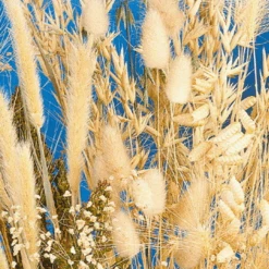 MRS Seeds & Mixtures Siergrassenmengsel