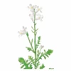 VDS Zwaardherik (Eruca Sativa) -Tuinmateriaal Verkoop image 236