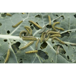 ECOstyle Aaltjes Tegen Rupsen 6 ECOstyle Aaltjes Tegen Rupsen -Tuinmateriaal Verkoop image 241