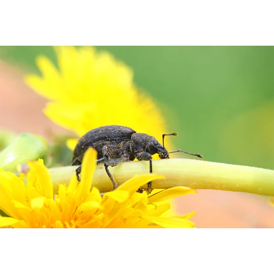 ECOstyle Aaltjes Val Tegen Taxuskever 4 ECOstyle Aaltjes Val Tegen Taxuskever - Afbeelding 2