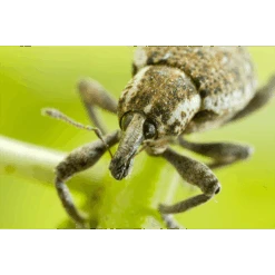 ECOstyle Aaltjes Val Tegen Taxuskever 7 ECOstyle Aaltjes Val Tegen Taxuskever -Tuinmateriaal Verkoop image 279