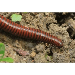 ECOstyle Aaltjes Tegen Miljoenpoten -Tuinmateriaal Verkoop image 281