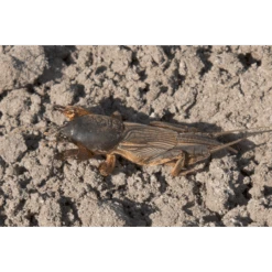 ECOstyle Aaltjes Tegen Veenmollen -Tuinmateriaal Verkoop image 310