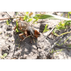 ECOstyle Aaltjes Tegen Veenmollen -Tuinmateriaal Verkoop image 311