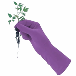 De Wiltfang Foxgloves Original 14 De Wiltfang Foxgloves Original -Tuinmateriaal Verkoop image 328