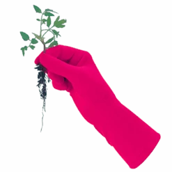 De Wiltfang Foxgloves Original 15 De Wiltfang Foxgloves Original -Tuinmateriaal Verkoop image 329