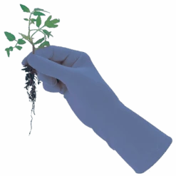 De Wiltfang Foxgloves Original 16 De Wiltfang Foxgloves Original -Tuinmateriaal Verkoop image 330