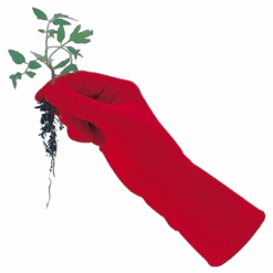 De Wiltfang Foxgloves Original 17 De Wiltfang Foxgloves Original -Tuinmateriaal Verkoop image 331