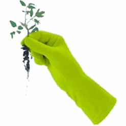 De Wiltfang Foxgloves Original 18 De Wiltfang Foxgloves Original -Tuinmateriaal Verkoop image 332