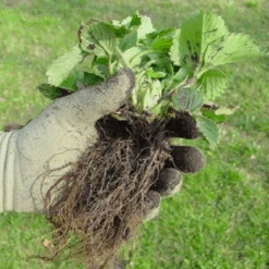 De Wiltfang Foxgloves Original 19 De Wiltfang Foxgloves Original -Tuinmateriaal Verkoop image 333