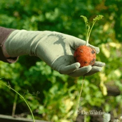 De Wiltfang Foxgloves Original 20 De Wiltfang Foxgloves Original -Tuinmateriaal Verkoop image 334