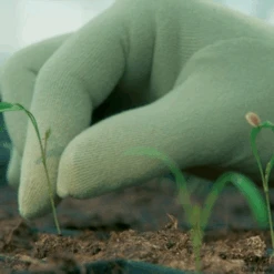 De Wiltfang Foxgloves Original 21 De Wiltfang Foxgloves Original -Tuinmateriaal Verkoop image 335