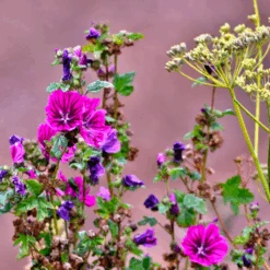 DCM Gazon Pur + Anti Mos 20 Kg