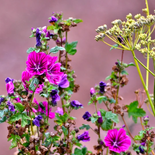 DCM Gazon Pur + Anti Mos 20 Kg 3 DCM Gazon Pur + Anti Mos 20 Kg