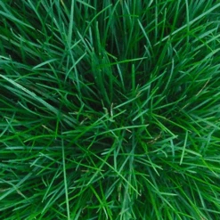 Burgon & Ball RHS Spade 7 Burgon & Ball RHS Spade -Tuinmateriaal Verkoop image 98