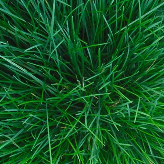 Burgon & Ball RHS Spade 5 Burgon & Ball RHS Spade - Afbeelding 3