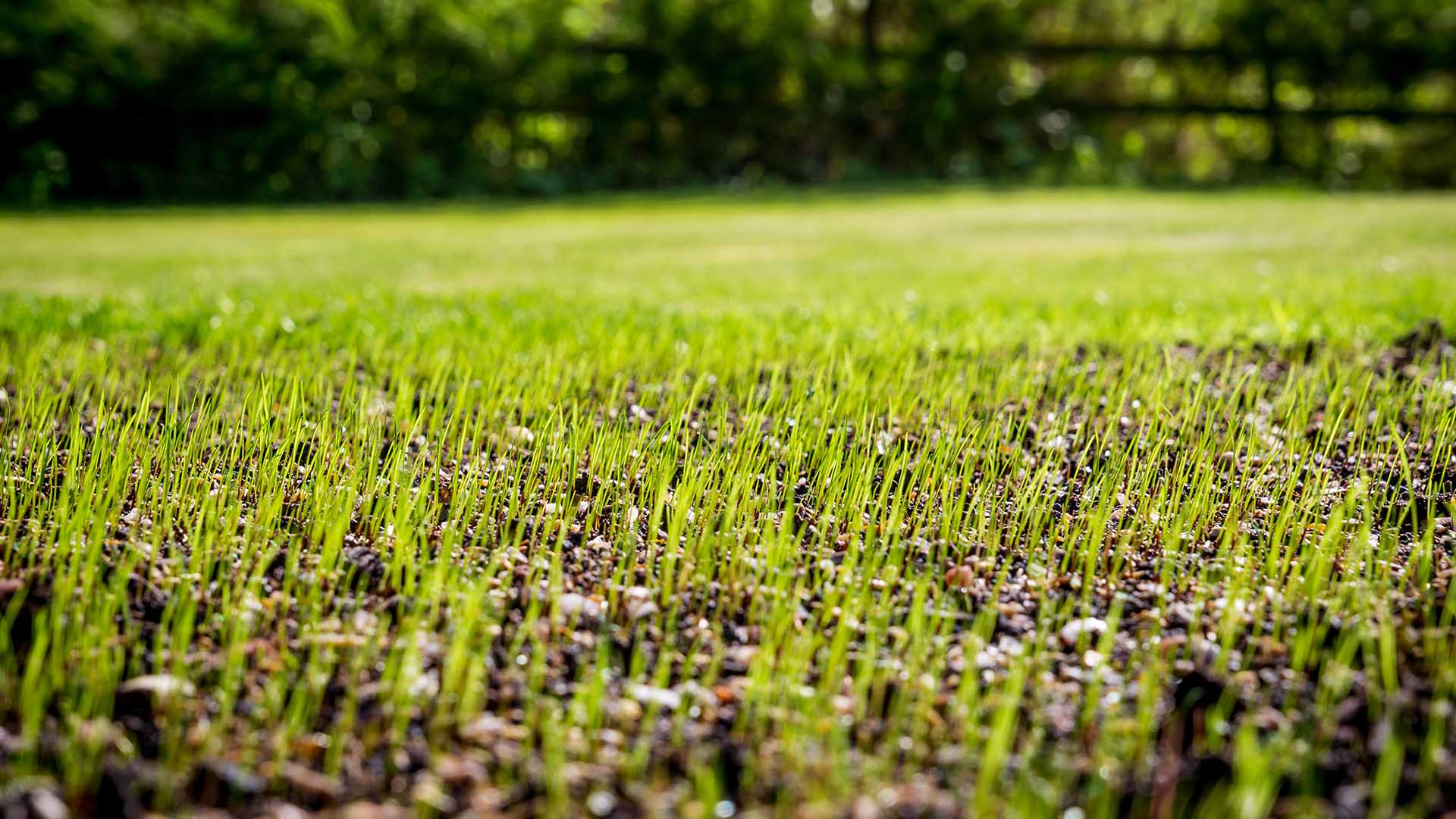 Tuinmateriaal Verkoop -Tuinmateriaal Verkoop Graszaad zaaien of graszoden leggen